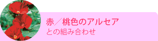 赤／桃色のアルセアとの組み合わせ