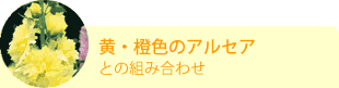 黄・橙色のアルセアとの組み合わせ