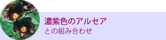 濃紫色のアルセアとの組み合わせ