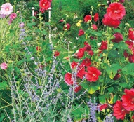 アルセアとロシアンセージ、ダリアなどの植栽花壇。