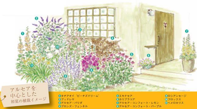 アルセアを中心とした初夏の植栽イメージ