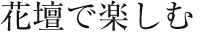 花壇で楽しむ