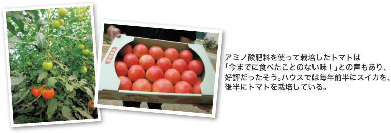 アミノ酸肥料を使って栽培したトマトは「今までに食べたことのない味！」との声もあり、好評だったそう。ハウスでは毎年前半にスイカを、後半にトマトを栽培している。