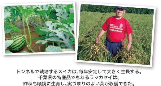 トンネルで栽培するスイカは、毎年安定して大きく生長する。千葉県の特産品でもあるラッカセイは、昨秋も順調に生育し、実づまりのよい莢が収穫できた。