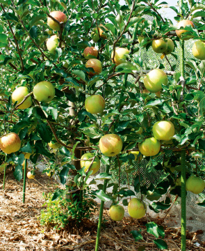 庭でリンゴがたわわに実る を実現してみませんか タキイネット通販