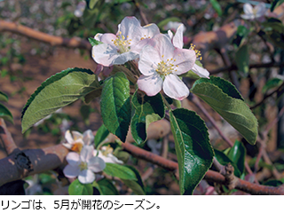リンゴは、5月が開花のシーズン。