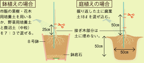 苗木の植え付け（図）