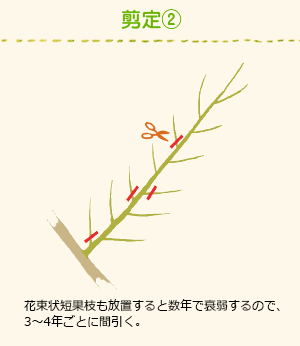 剪定-花束状短果枝