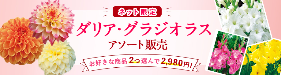 ダリア グラジオラスアソート販売 タキイネット通販