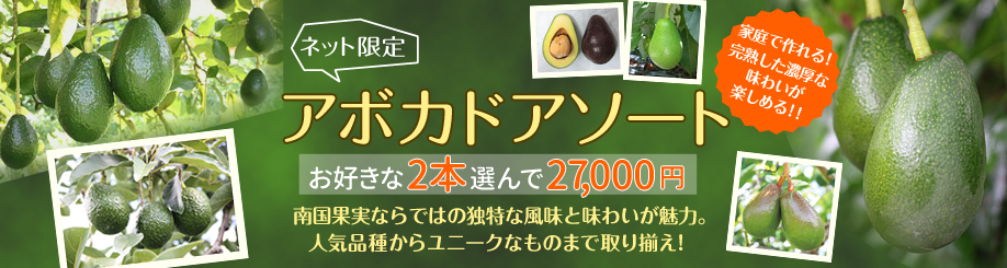 アボカドアソート販売