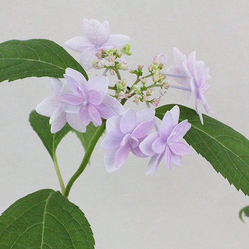 敬天の華（けいてんのはな）