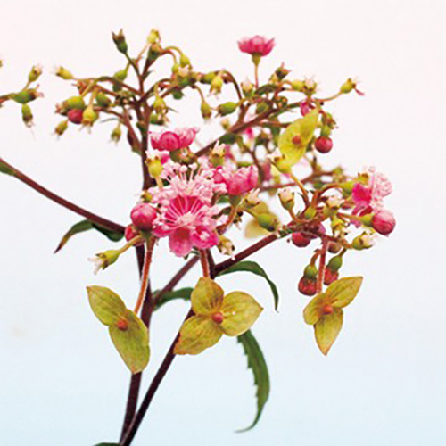 緑花クサアジサイ