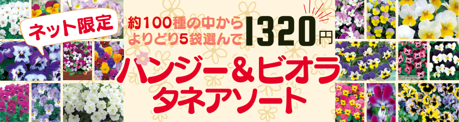 パンジー＆ビオラ アソート販売