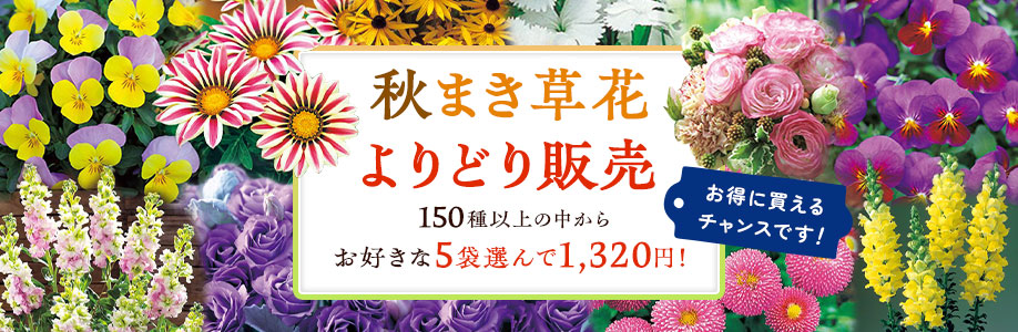 草花タネアソート販売