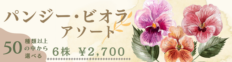 パンジー・ビオラアソート販売