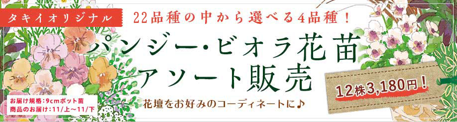 人気のパンジー＆ビオラアソート販売