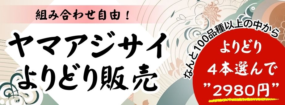 ヤマアジサイよりどり販売