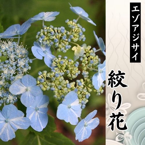 エゾアジサイ　絞り花