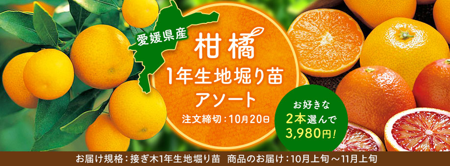 愛媛県産 柑橘地堀苗アソート販売