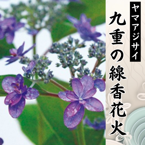 九重の線香花火