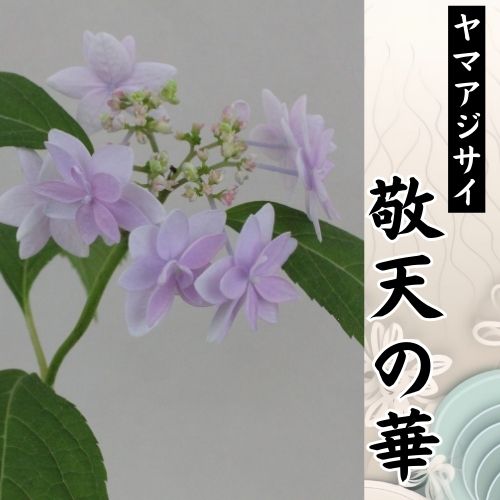 敬天の華