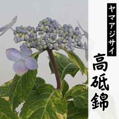 高砥錦