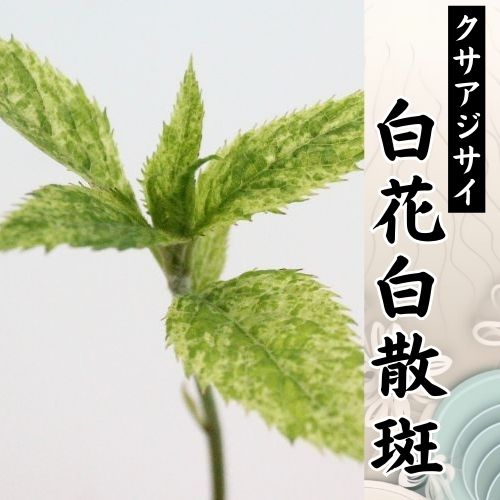 白花白散斑