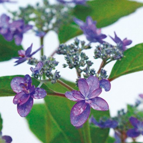 九重の線香花火