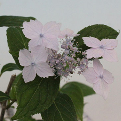 土佐のさわぎり