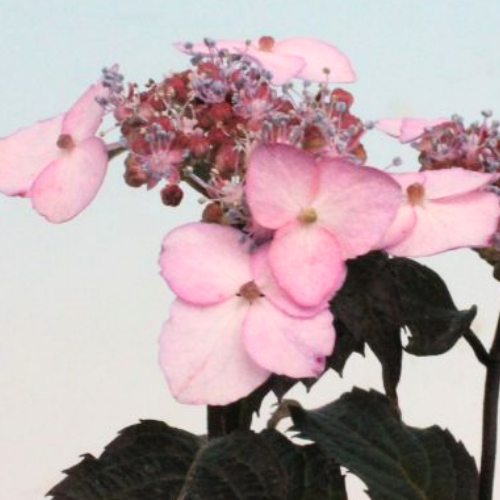 出羽の華
