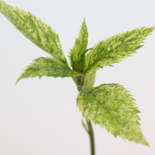 白花白散斑