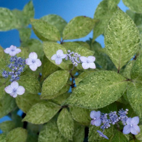 斑入りアマチャ