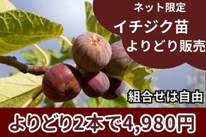 いちじくよりどり販売