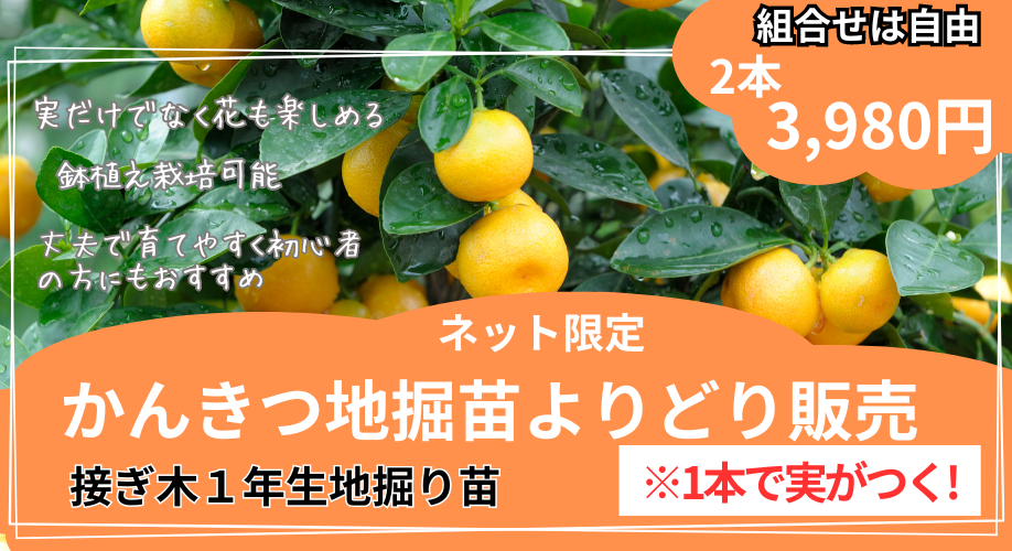 愛媛県産！かんきつ地堀苗よりどり販売