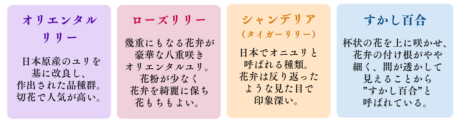 チューリップの略号と花期・草丈の目安