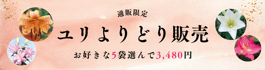 ゆり球根アソート販売