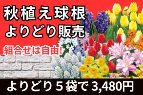 秋植え球根ゆりよりどり販売