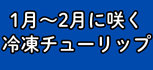 1月～2月に咲く冷凍チューリップ