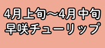 4月上旬～4月中旬に咲く早咲チューリップ