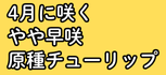 4月に咲くやや早咲原種チューリップ