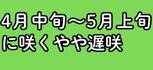 4月中旬～5月上旬に咲くやや遅咲チューリップ