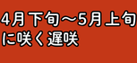 4月中旬～5月上旬に咲くやや遅咲チューリップ