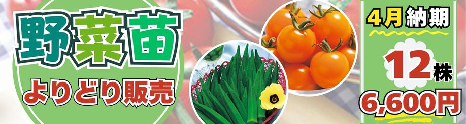 野菜苗アソート販売