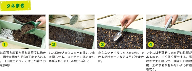 タネまき