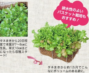 排水性のよいバケット栽培もおすすめ！