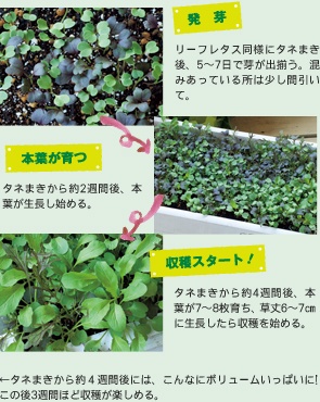 発芽から収穫まで