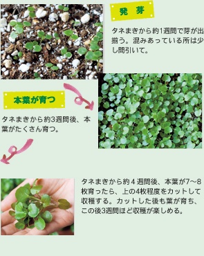 発芽から本葉が育つまで