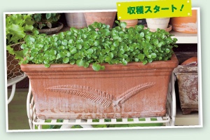 収穫スタート！