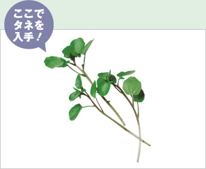 ウォータークレス