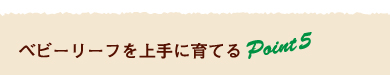 ベビーリーフを上手に育てるPoint5